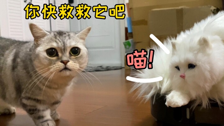 แม่แมวทุกตัวคงเป็นนางฟ้าแน่ๆ เธอถึงได้ขอความช่วยเหลือจากฉันให้ไปช่วยแมวตัวอื่นนะ!!!