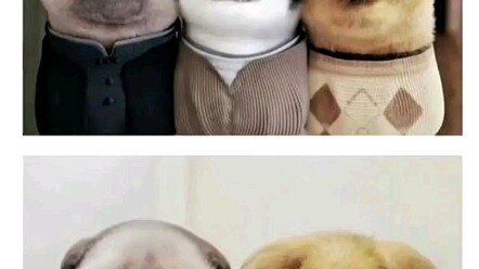 "This belongs to Tiesheng."