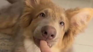 Put a finger in front of the dogs and see what they'll do. The little ones are all so well-behaved!