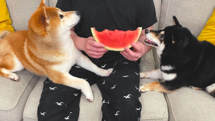 ให้สุนัขกินแตงโมไปหนึ่งคำ ไม่คิดเลยว่ามันจะติดพันฉันไปแล้ว