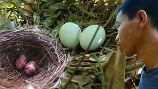 7 Ân đi bắt cá GẶP NHIỀU TỔ CHIM và gặp được thứ mình cần