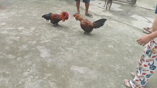 3x winner BLACK vs 1x winner HENNIE (balda pakpak) 🐓🏆