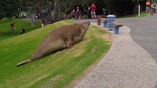 Anjing laut gajah berjalan-jalan di komunitas Whakatane