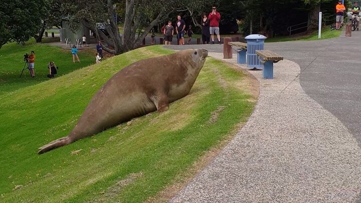 Elephant seals stroll through the Whakatane community
