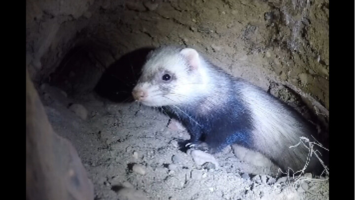 Memburu kelinci di kebun anggur ternyata mendapat kejutan tak terduga