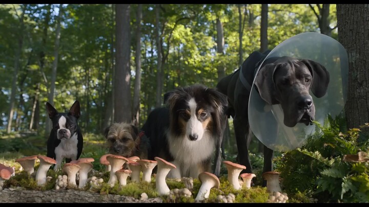 Strays Watch Full Movie : Link In Description