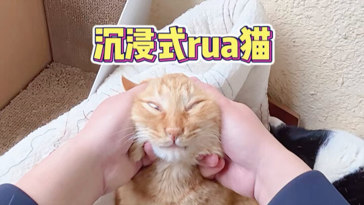First-person perspective of teasing celebrity cats