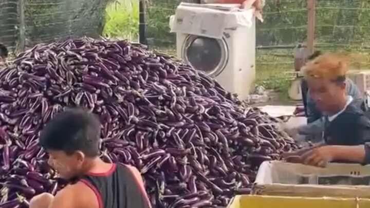 Agro life in Malaysia  #reelsvideoシ #agriculture #everyone #followers #farming #malaysian
