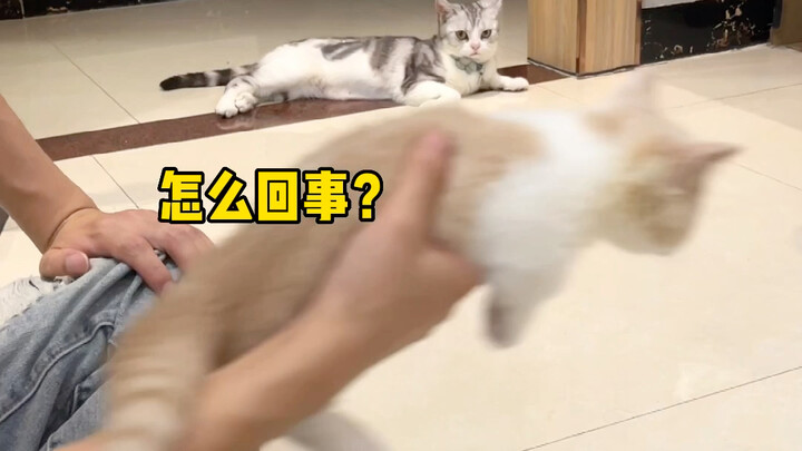 球球：我不跟狗玩是有原因的