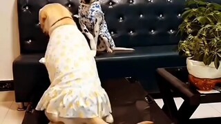 #so cute dogs 💗