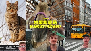 如果我是马，我会和这只马约会吗⁉️