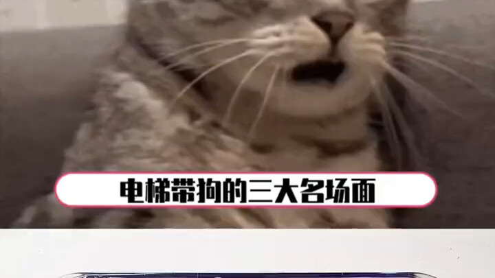 สุนัขเบลเยียมเมอลินอยด์: ผมขอจับคุณป้าคนนี้หน่อยได้ไหม?