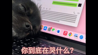 写论文时的心理状态be like