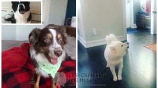 Super Idol's Smile (热爱 105C 的你) but Dogs Sung It (Dogs Version Cover)