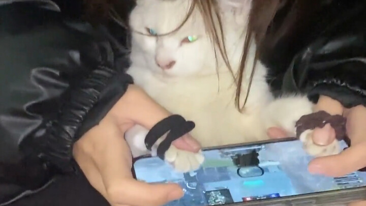 Cat: Bring those two dead rubber bands to court.
