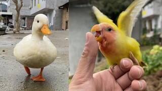 ما مدى تعلق الحيوانات الصغيرة التي نشأت معها منذ الطفولة؟ أشعر برغبة في رميها بعيدًا!