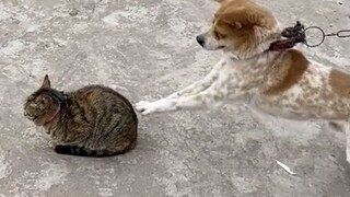 《詹姆斯·邦喵》
