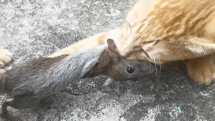 I’ve twisted the little mouse into a tight knot