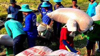 Quay Cảnh Nông Dân Bán Lúa Trên Đồng l Giá Lúa Thấp Nhờ Bao Có Ký Nông Dân Vui Mừng