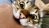 Kucing|Pemilik Bertengkar dengan Kucing Dragon Li