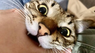 Cat|The Master Fight Against the Dragon-Li