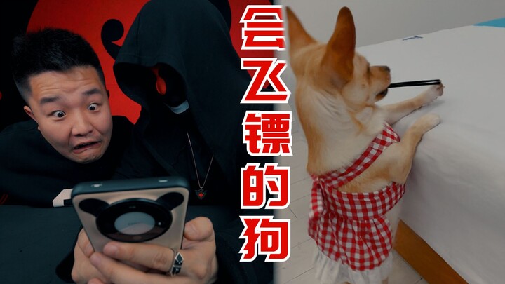 离谱！三发射倒易拉罐，给狗子找个学上吧