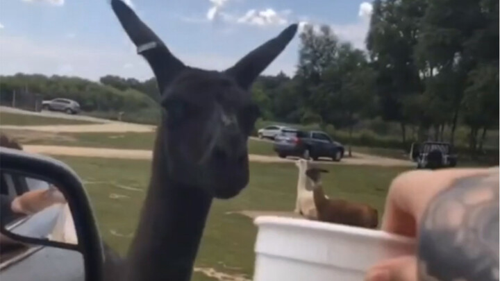 The Beauty of Living Beings, Evolution and Transformation 3