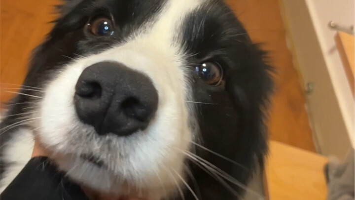 The rich boss's Border Collie gets rejected when trying to get petted.