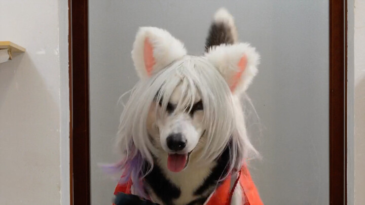 Phiên bản Kazakhstan của InuYasha Sesshomaru - sàn catwalk Husky