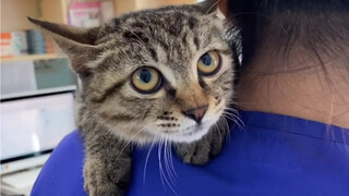 The big fool was also adopted. As everyone wished, the adopter of the big fool appeared.