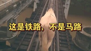 这是铁路，不是马路，好马不挡道儿