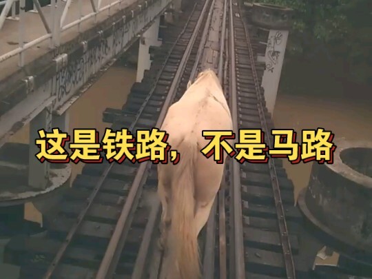 这是铁路，不是马路，好马不挡道儿