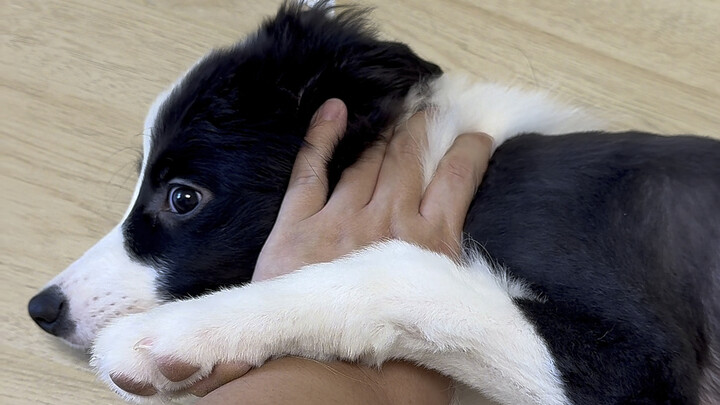 Những lưu ý khi nuôi chó Border Collie…