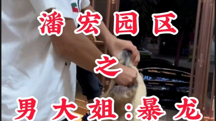 สวนอุตสาหกรรมพานหง: พี่สาวสุดเท่: ไทแรนโนซอรัส