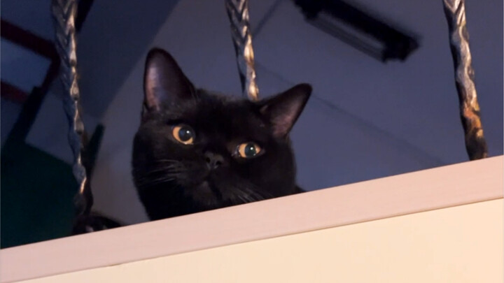 تربية القطط فعلاً تساعد على تخفيف التوتر! ما معنى تعبير هذا الصغير الأسود في نهاية الفيديو؟