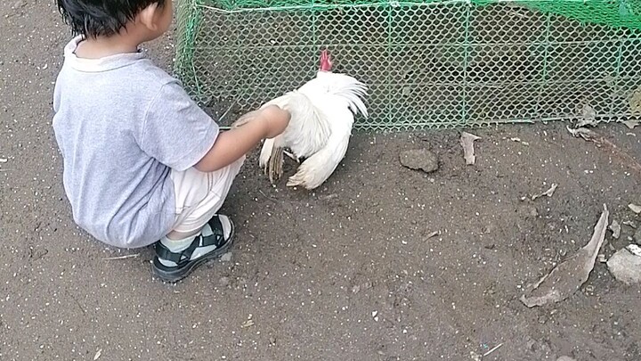 Manok ni elias 😁 part 2