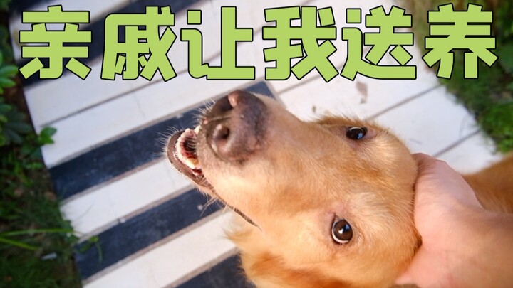 Pregnancy made me give my Golden Retriever up for adoption, but in the end, I ended up caring for it