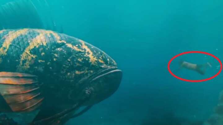 A man discovers a giant strange fish and becomes rich overnight—only to pay the ultimate price by be