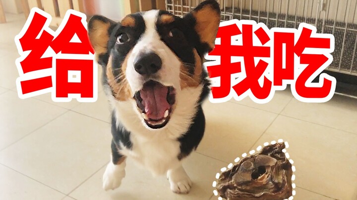 คอร์กี้คลั่งสุดๆ ฮัสกี้ยังต้องหลบไป! 【ดูบี้ขาสั้น】