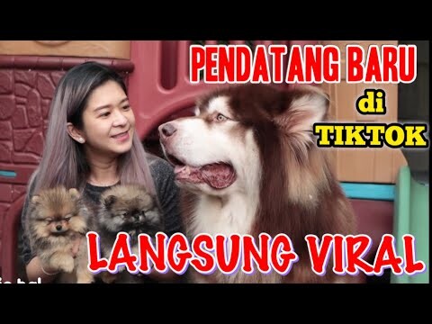HONG CICI SANDY VIRAL DI TIKTOK!!!VIEWERNYA 30 JUTA COY!!!!