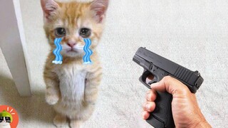 AWW SO FUNNY😂😂 ปฏิกิริยาของสุนัขและแมว - Cats