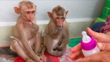 Woohoo, Very Obedient!! Smart Monkey Toto & Yaya Patiently Sit Waiting Her Milk
