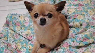 [Animal] [Dog] An Effeminate Girl & a Cashew Nut