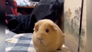 Chuột lang Guinea pig, bạn có muốn có một con?