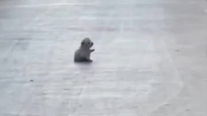 “Măm măm măm!” Mẹ chó: “Mẹ tới rồi!!!” Chó con: “Mẹ! Mẹ? Sao mẹ bảo gặp người lạ thì phải chạy mà? C