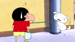 真想拥有小白这样的宠物阿