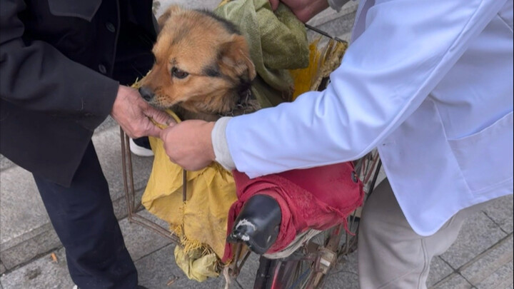 Kakek lagi-lagi ngasih pelajaran buat para pemilik hewan peliharaan, dan ini nggak ada hubungannya s