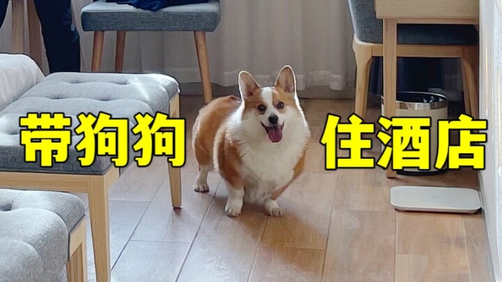 这可能是狗届最爱住酒店的柯基了...