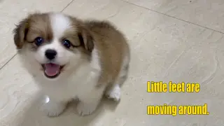 [Puppy's vlog] Recently adopted a Corgi puppy... 