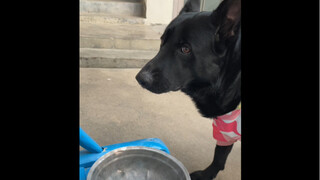 Bạn nhỏ khác có gì, cậu mập cũng phải có…